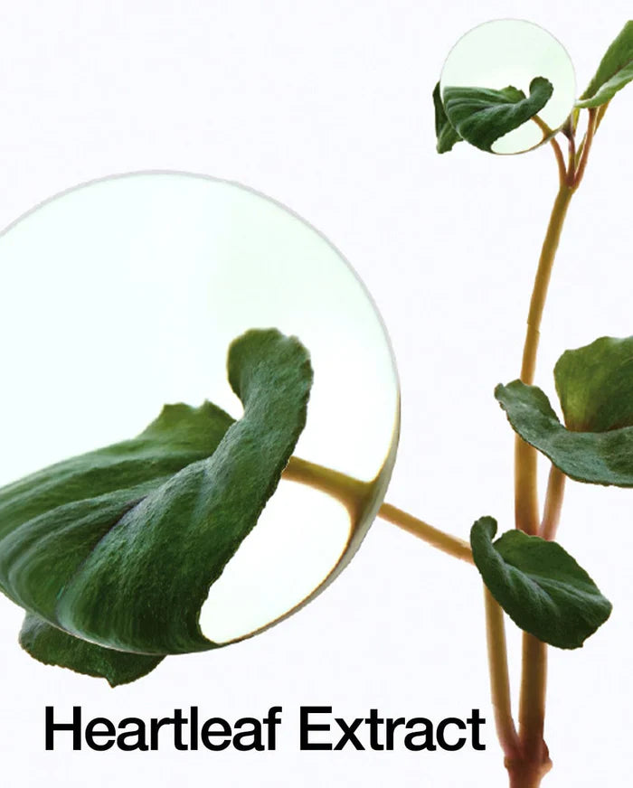 Heartleaf 70% Daily Lotion