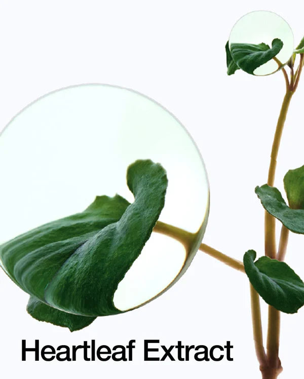 Heartleaf 77 Soothing Toner